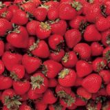 All Summer Long Strawberry Plant Collection