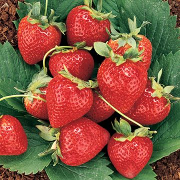 Photo of Double Play Strawberry Plant Collection