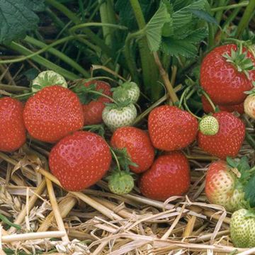 Photo of Clancy Strawberry Plant