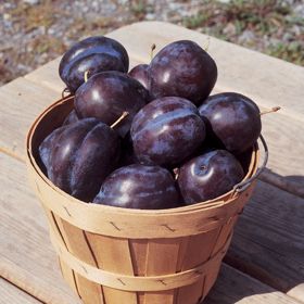 Photo of Big Blue Plum Tree