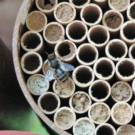 Photo of Mason Bee Nests