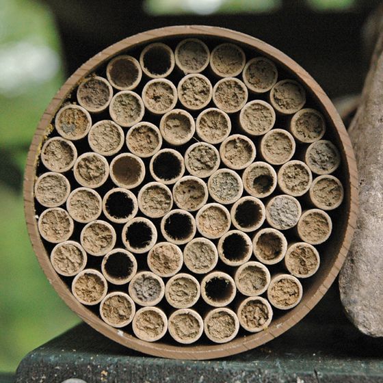 Photo of Mason Bee Nests