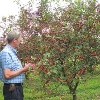Ultra dwarf fruit trees cherry