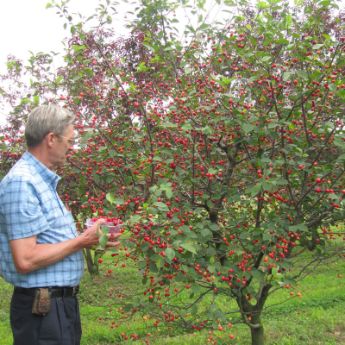 Dwarf Fruit Trees