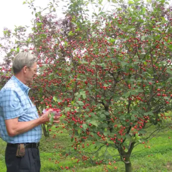 Dwarf Fruit Trees
