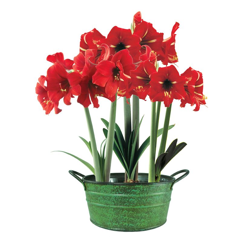 Three Mini Red Amaryllis Bulbs Stark Bro’s