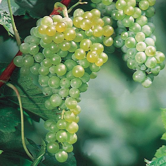 Photo of Interlaken Seedless Grape Vine