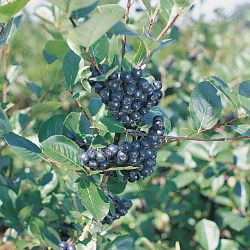 Autumn Magic Aronia Berry