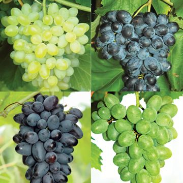 Photo of Sparkling Grape Vine Collection