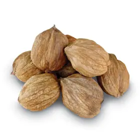Photo of Missouri Mammoth Hickory Nut Tree