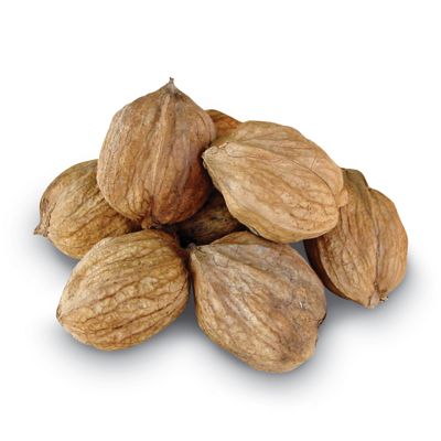 Photo of Missouri Mammoth Hickory Nut Tree