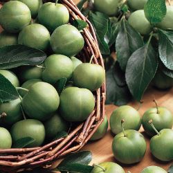 Photo of Green Gage Plum Tree