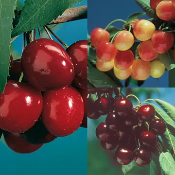 Photo of 3-On-1 Cherry Tree