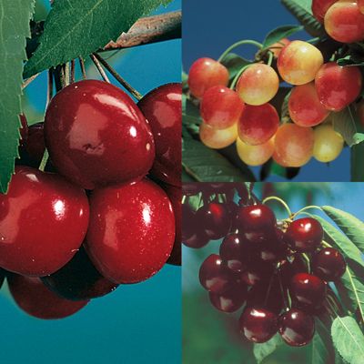 Photo of 3-On-1 Cherry Tree