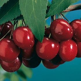 Photo of Black Tartarian Sweet Cherry Tree