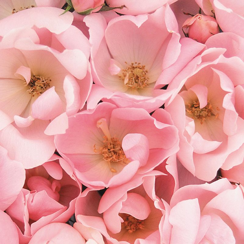 Blushing Knock Out® Rose Stark Bro’s