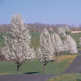 Photo of Bradford Flowering Pear Tree