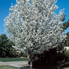 Photo of Bradford Flowering Pear Tree