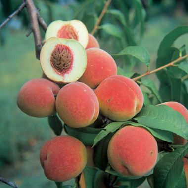 Photo of Champion White Peach Tree