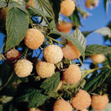 Photo of Fallgold Raspberry Plant