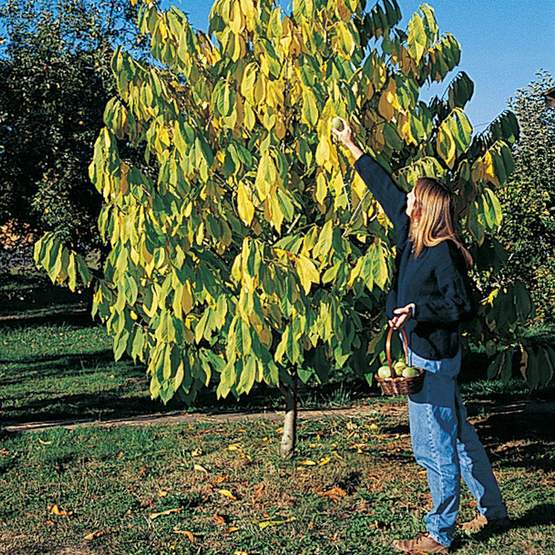 Wells Pawpaw Trees Stark Bro S