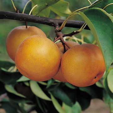 Photo of Large Korean Pear Tree