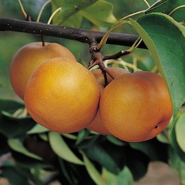 Photo of Large Korean Pear Tree