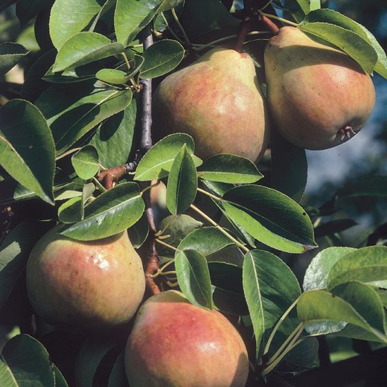 Photo of Max-Red Bartlett Pear Tree