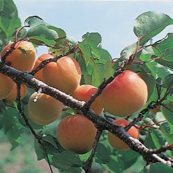 Photo of Moorpark Apricot Tree