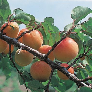 Photo of Moorpark Apricot Tree