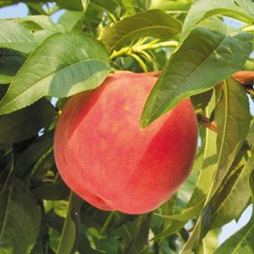 Photo of Rochester Peach Tree