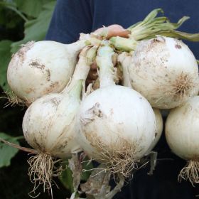 Photo of Ringmaster Onion Plant