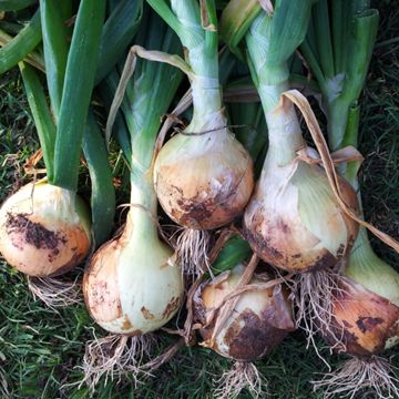 Photo of Texas Super Sweet Onion Plant