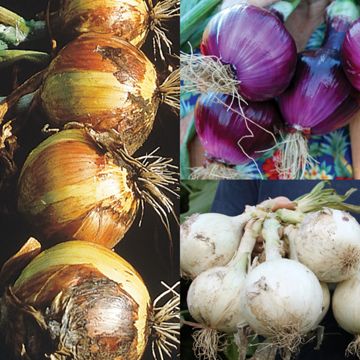 Photo of Long-Day Onion Plant Collection