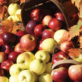 Photo of 4-on-1 Modern Apple Tree