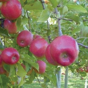 Photo of Idared Apple Tree