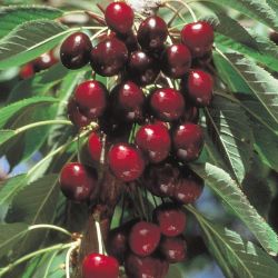 Black Tartarian Cherry Pollination Chart