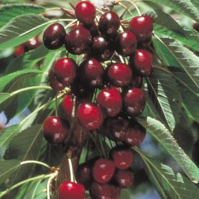 Rare Royal Ann CHERRY Fruit Tree 2,6 Or10 Seeds-great for Growing Indoors  in a Pot-very Sweet fresh Harvested in Our Us Farmships Same Day 