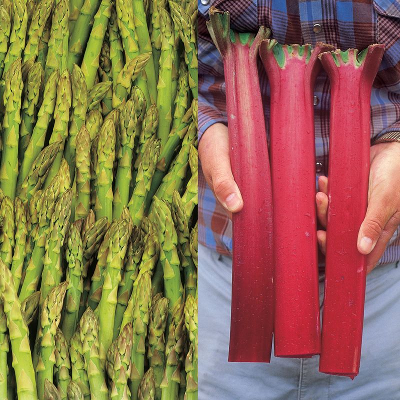 Asparagus and Rhubarb Special Stark Bro’s