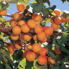 Photo of Early Golden Apricot Tree