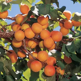 Photo of Early Golden Apricot Tree