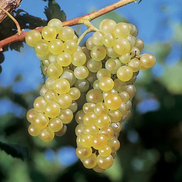 Photo of Chardonel Grape Vine