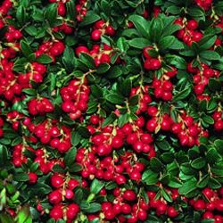 View this product for details about its characteristics and for care and maintenance instructions. Lingonberry