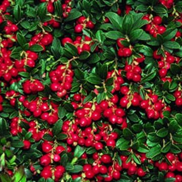 Photo of Lingonberry Plant