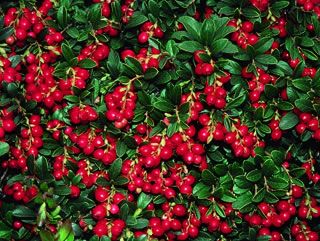 lingonberry brusnica berry biljka cowberry lingonberries 057info shrub