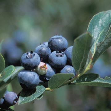 Photo of Northland Blueberry Plant