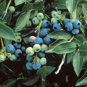 Photo of Northsky Blueberry Plant