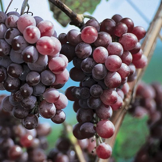 Photo of Vanessa Seedless Grape Vine