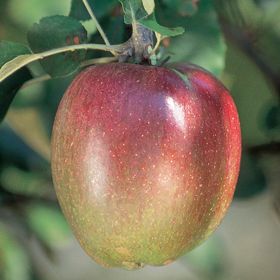 Photo of Sheep's Nose Apple Tree