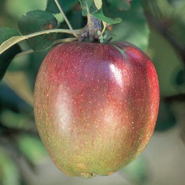 Photo of Sheep's Nose Apple Tree